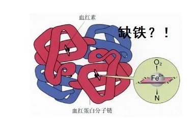 人體夜色下直播盒子APP品牌山東夜色网站在线观看探究鐵元素在人體中的作用 人體夜色下直播盒子APP品牌山東夜色网站在线观看探究鐵元素在人體中的作用